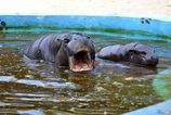 Sobotny Den vody v bratislavskej Zoo zrusili