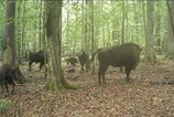 Vlci zautocili na mlada zubra v Polsku Vedci maju dramaticky lov zachyteny na videu
